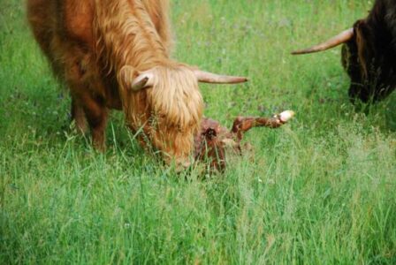 A Birth Day at Sunflower Farm Image